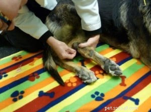 Tucker s Healing Journey: Acupuncture Success for a Senior German Shepherd