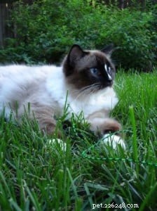Using Diatomaceous Earth to Effectively Eliminate Yard Fleas: A Proven Guide