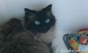 Angel, the Ragdoll: A Recovery Companion That Transformed My Cancer Journey
