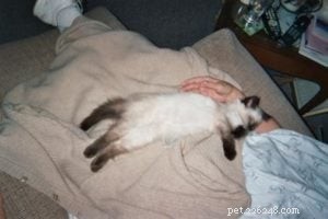 Angel, the Ragdoll: A Recovery Companion That Transformed My Cancer Journey