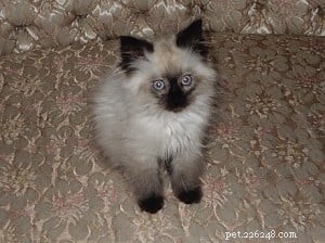 Angel, the Ragdoll: A Recovery Companion That Transformed My Cancer Journey