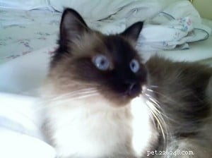 Angel, the Ragdoll: A Recovery Companion That Transformed My Cancer Journey