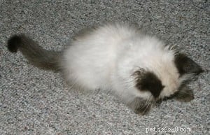 Angel, the Ragdoll: A Recovery Companion That Transformed My Cancer Journey