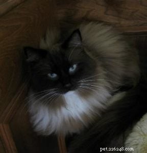 Meet Bastien: Ragdoll of the Week