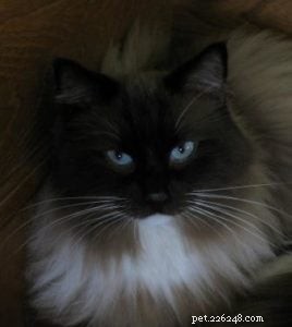 Meet Bastien: Ragdoll of the Week