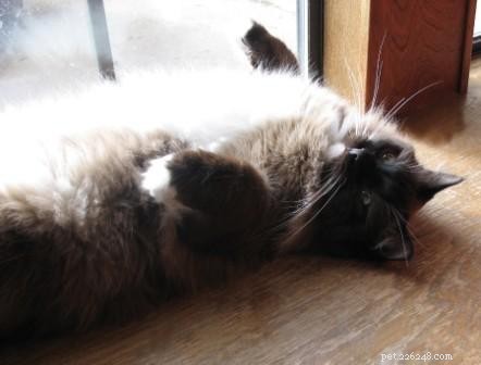 Meet Bastien: Ragdoll of the Week