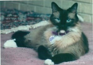 Meet Bastien: Ragdoll of the Week