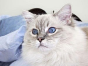 Taylor: The Ragdoll of the Week – A Blue Lynx Delight