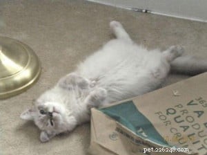 Taylor: The Ragdoll of the Week – A Blue Lynx Delight