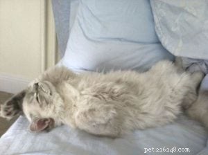 Taylor: The Ragdoll of the Week – A Blue Lynx Delight