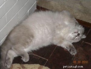 Taylor: The Ragdoll of the Week – A Blue Lynx Delight