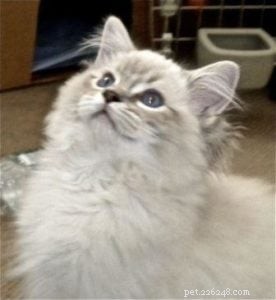 Taylor: The Ragdoll of the Week – A Blue Lynx Delight