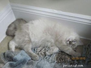 Taylor: The Ragdoll of the Week – A Blue Lynx Delight