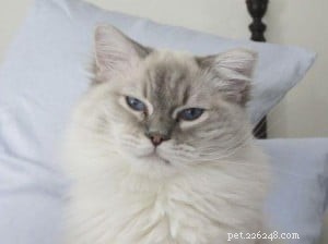 Taylor: The Ragdoll of the Week – A Blue Lynx Delight