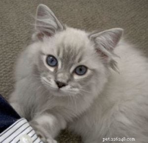 Taylor: The Ragdoll of the Week – A Blue Lynx Delight
