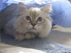 Taylor: The Ragdoll of the Week – A Blue Lynx Delight