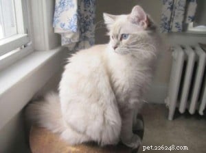Taylor: The Ragdoll of the Week – A Blue Lynx Delight
