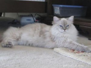 Taylor: The Ragdoll of the Week – A Blue Lynx Delight
