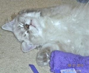 Taylor: The Ragdoll of the Week – A Blue Lynx Delight