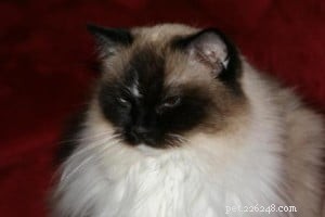 Meet Jasmine: Spotlight on the Ragdoll Cat of the Week