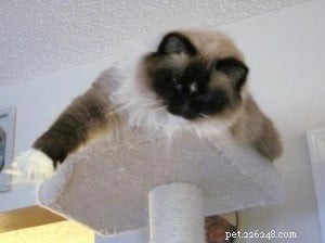 Meet Jasmine: Spotlight on the Ragdoll Cat of the Week