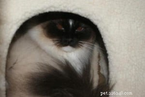 Meet Jasmine: Spotlight on the Ragdoll Cat of the Week