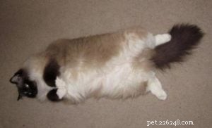 Meet Jasmine: Spotlight on the Ragdoll Cat of the Week