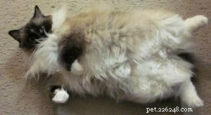 Meet Jasmine: Spotlight on the Ragdoll Cat of the Week