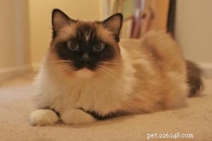 Meet Jasmine: Spotlight on the Ragdoll Cat of the Week