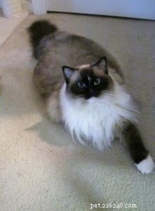 Meet Jasmine: Spotlight on the Ragdoll Cat of the Week
