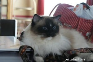 Meet Jasmine: Spotlight on the Ragdoll Cat of the Week