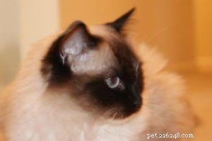 Meet Jasmine: Spotlight on the Ragdoll Cat of the Week