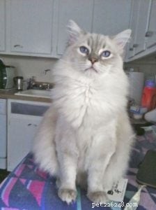 Taylor: The Ragdoll of the Week – A Blue Lynx Delight