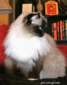 Meet Jasmine: Spotlight on the Ragdoll Cat of the Week