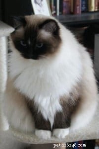 Meet Jasmine: Spotlight on the Ragdoll Cat of the Week