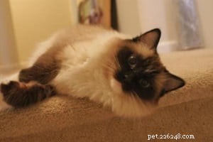 Meet Jasmine: Spotlight on the Ragdoll Cat of the Week