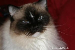 Meet Jasmine: Spotlight on the Ragdoll Cat of the Week