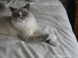 Bella – Ragdoll of the Week: A Heartwarming Family Adoption Story