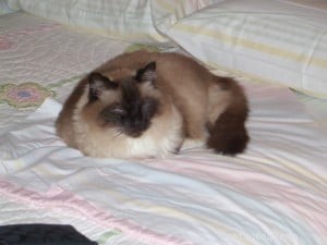What Cats Teach Us About Life: Wisdom from Our Feline Friends