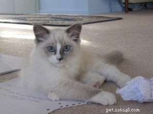 Bella – Ragdoll of the Week: A Heartwarming Family Adoption Story