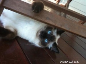 Meet Max & Claude: The Ragdoll Stars This Week