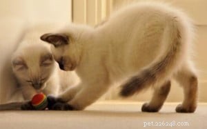 Meet Max & Claude: The Ragdoll Stars This Week