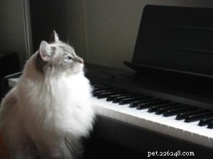 Meet Max & Claude: The Ragdoll Stars This Week