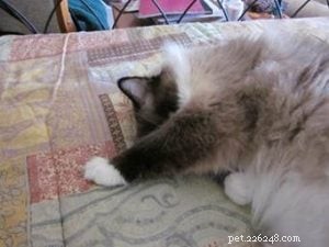 Meet Jasmine: Spotlight on the Ragdoll Cat of the Week