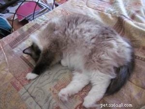 Meet Jasmine: Spotlight on the Ragdoll Cat of the Week