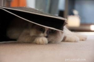 Bella – Ragdoll of the Week: A Heartwarming Family Adoption Story