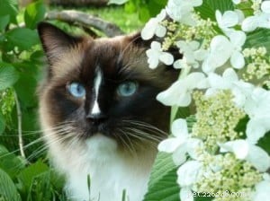 What Cats Teach Us About Life: Wisdom from Our Feline Friends