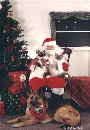 Seal‑Mitted Ragdolls: A Tribute to Beloved Cats