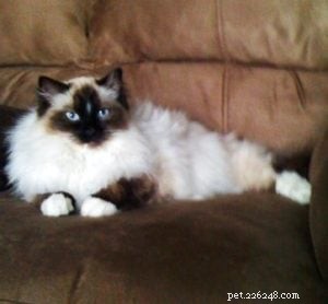 Meet Hank: The Adorable Ragdoll Cat Featured This Week