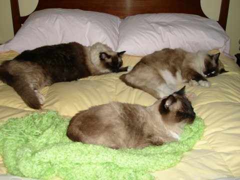 Seal‑Mitted Ragdolls: A Tribute to Beloved Cats